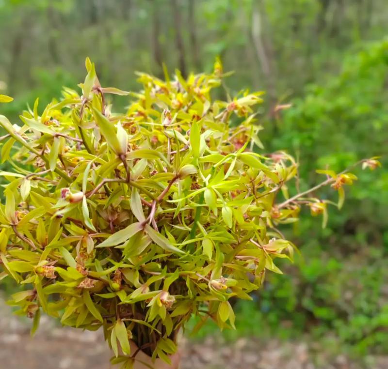 香味植物香草有哪些特点？如何选择和栽培？