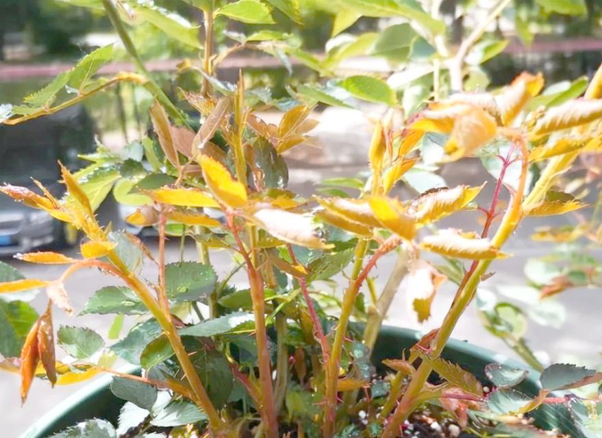 月季摘笋芽的正确方法是什么？