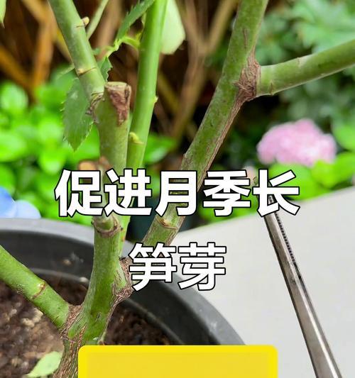 月季摘笋芽的正确方法是什么？