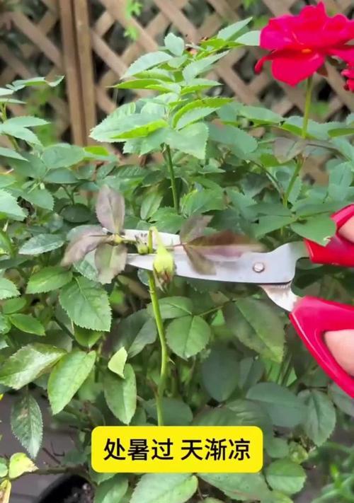 月季摘笋芽的正确方法是什么？
