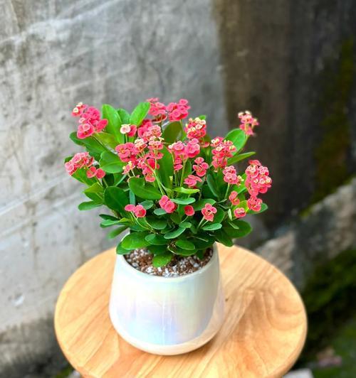 夜晚适合养在阳台的花有哪些？