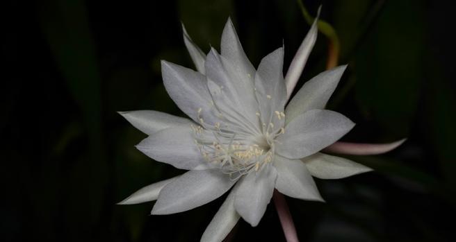 夜晚适合养在阳台的花有哪些？