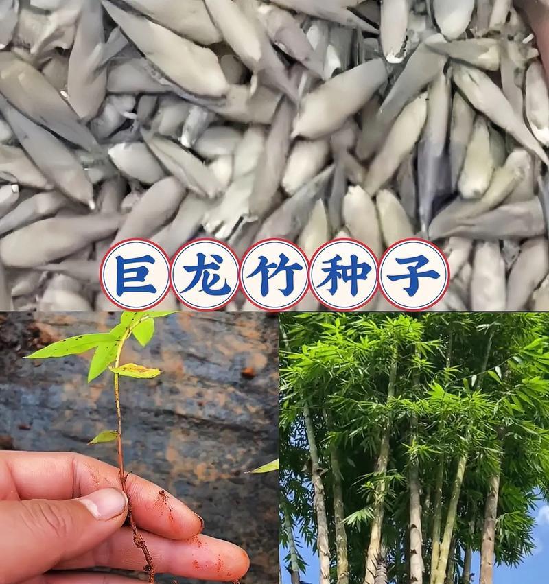 巨龙竹栽培的关键技术要点是什么？