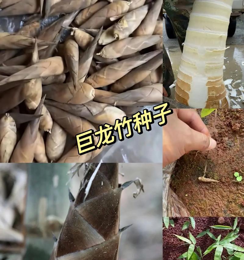 巨龙竹栽培的关键技术要点是什么？