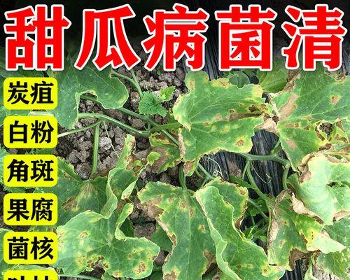 香瓜叶子发黄干枯的补救措施是什么？