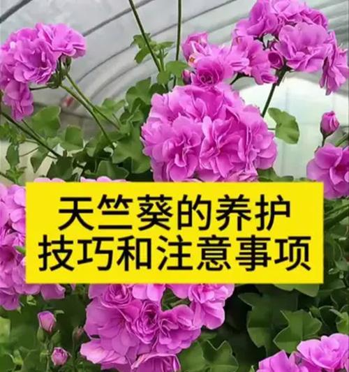 天竺葵修剪打叶后如何处理？有哪些注意事项？