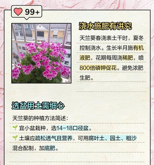 天竺葵修剪打叶后如何处理？有哪些注意事项？