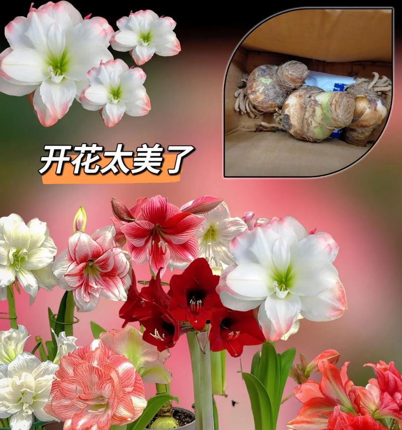 双绿朱顶红适合使用哪种盆栽？