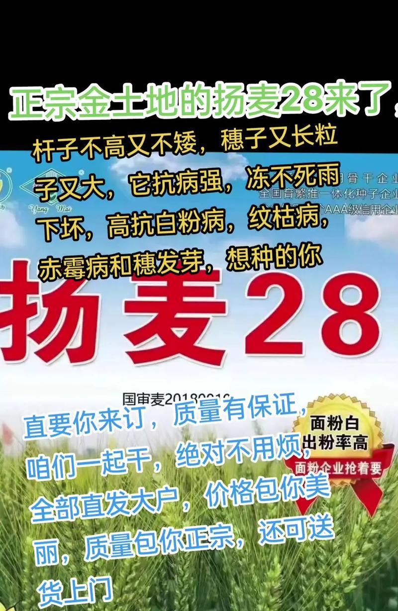 扬麦系列高产栽培技术有哪些？
