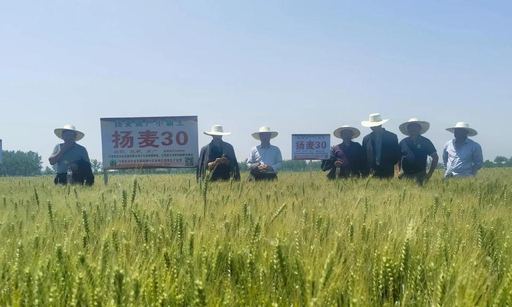 扬麦系列高产栽培技术有哪些？