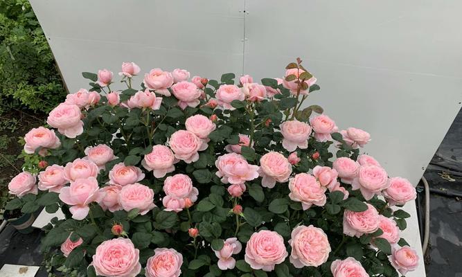 如何更好地养护娘家种的月季？