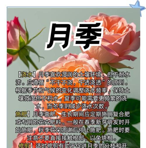 如何更好地养护娘家种的月季？
