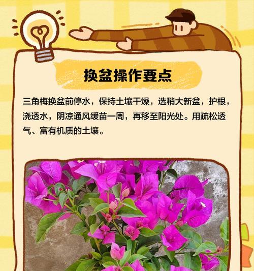 花卉繁殖后换盆的最佳时机是什么时候？