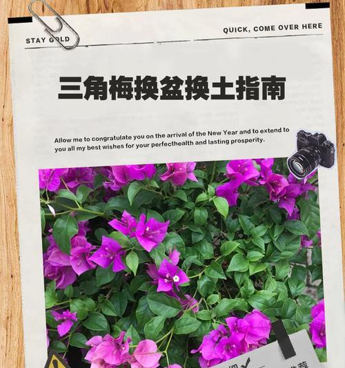花卉繁殖后换盆的最佳时机是什么时候？