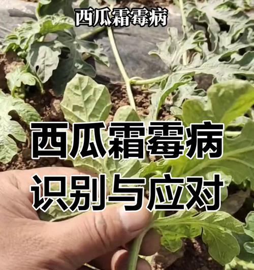 小西瓜苗叶子发黄的处理方法是什么？