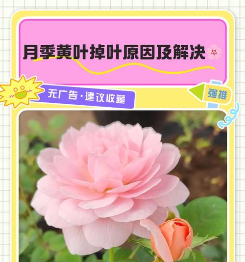 月季小苗叶子黄软：原因及解决方法是什么？