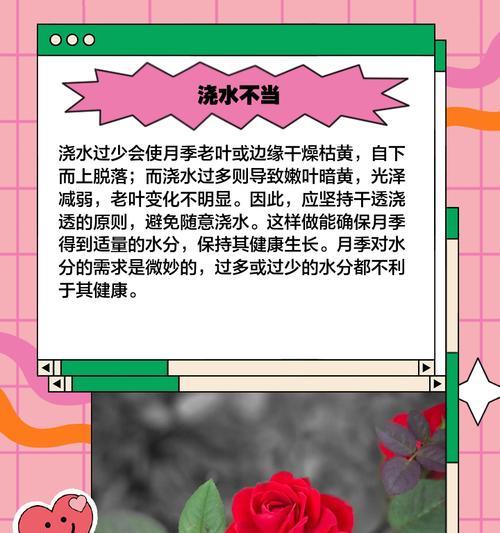 月季小苗叶子黄软：原因及解决方法是什么？