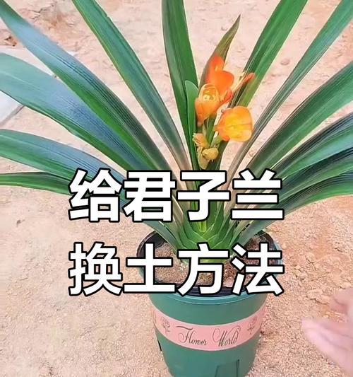 种植君子兰应该选择什么样的盆器？不同盆器对君子兰生长有何影响？