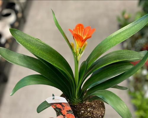 种植君子兰应该选择什么样的盆器？不同盆器对君子兰生长有何影响？