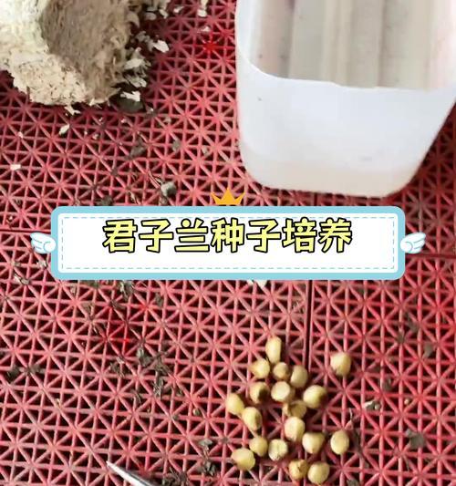 君子兰苗子成熟后保存的最佳方式？