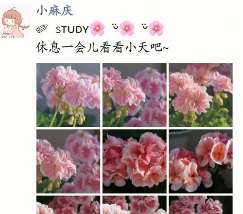 天竺葵皇后结局怎么样？故事内容是什么？