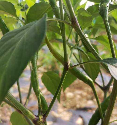 辣椒苗叶子发黄如何处理？