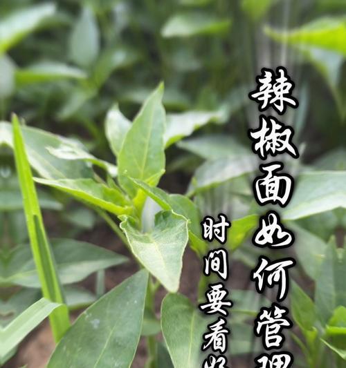 辣椒苗叶子发黄如何处理？