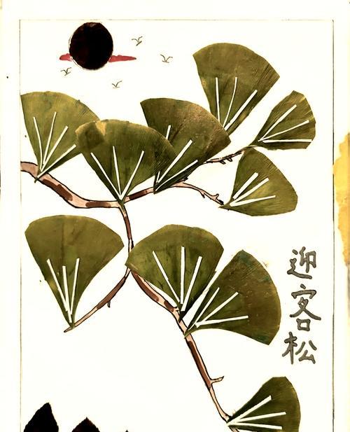 迎客松针叶发黄掉叶子如何处理？可能的原因是什么？