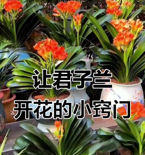 君子兰多年不开花可能是什么原因？