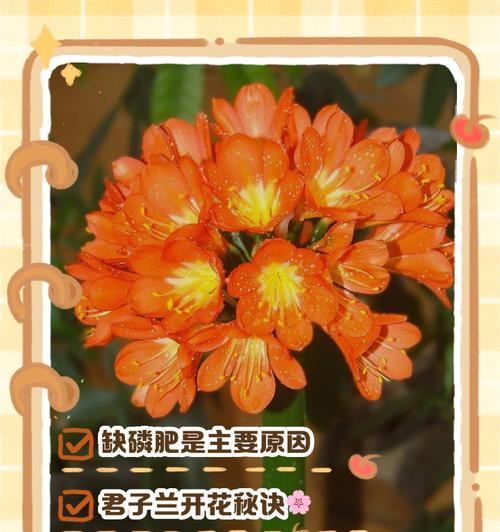 君子兰多年不开花可能是什么原因？