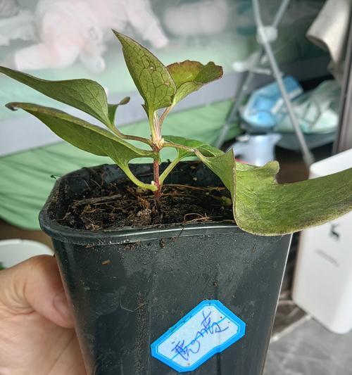 铁线莲花苞期施肥的最佳方法是什么？