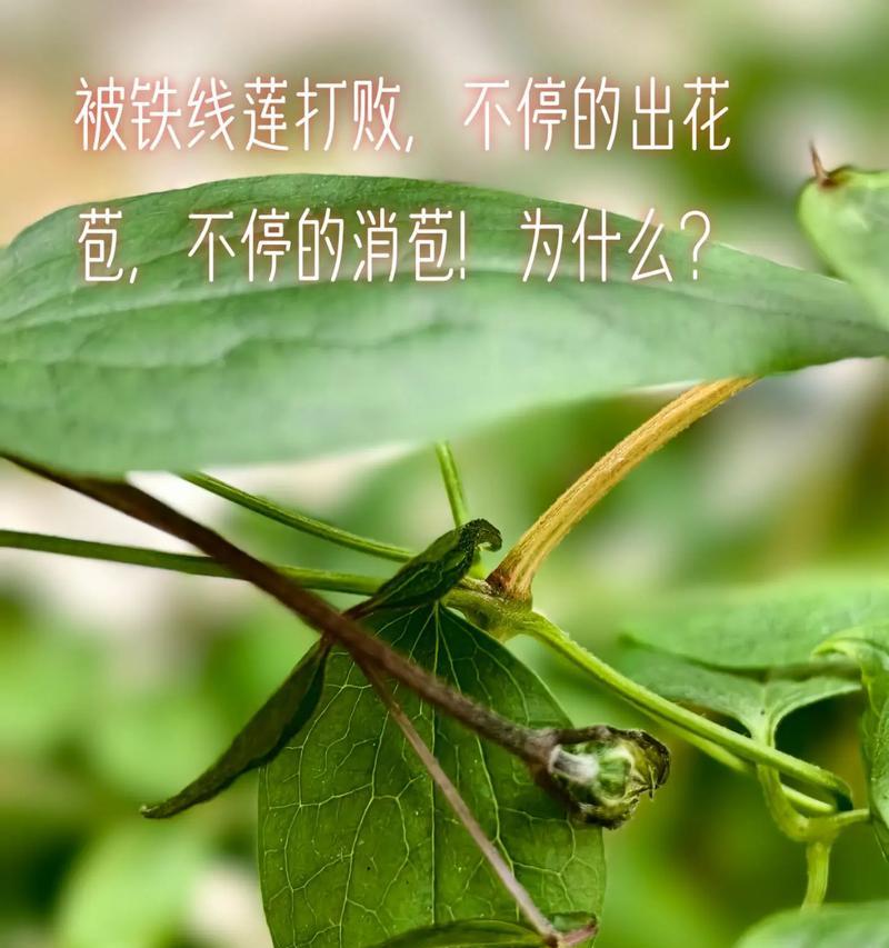 铁线莲花苞期施肥的最佳方法是什么？