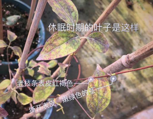铁线莲春季埋芽的养护技巧有哪些？怎样才能养好？