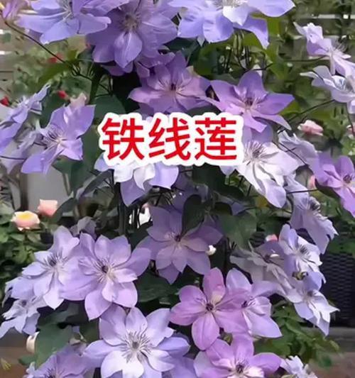铁线莲春季埋芽的养护技巧有哪些？怎样才能养好？