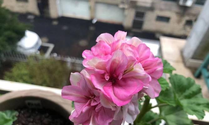 天竺葵干花苞怎么修剪？如何保持植株美观？