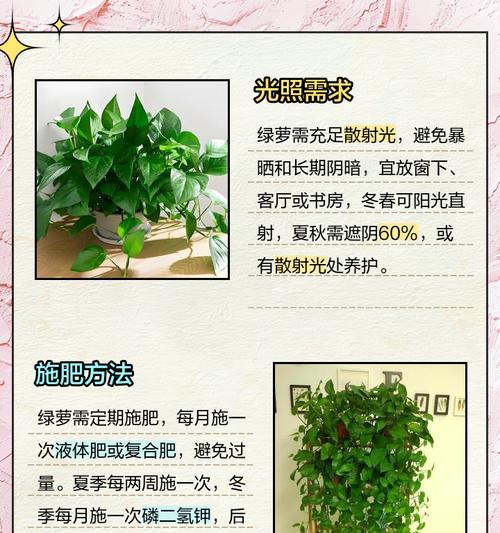 花盆养生菜叶子发黄怎么办？发黄的原因和解决方法是什么？