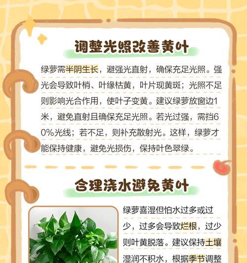 花盆养生菜叶子发黄怎么办？发黄的原因和解决方法是什么？