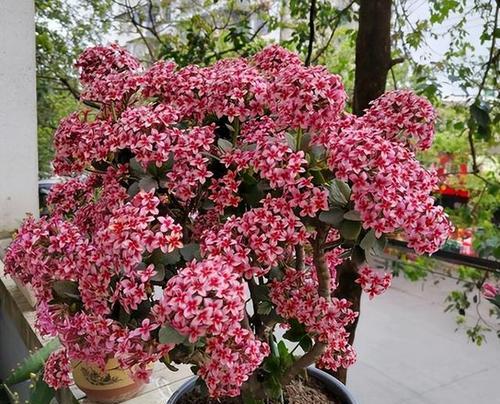 南阳台最适合种植哪些类型的花卉？