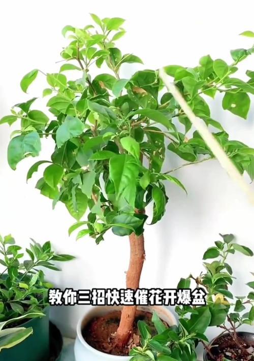 三角梅嫁接苗的造型技巧是什么？