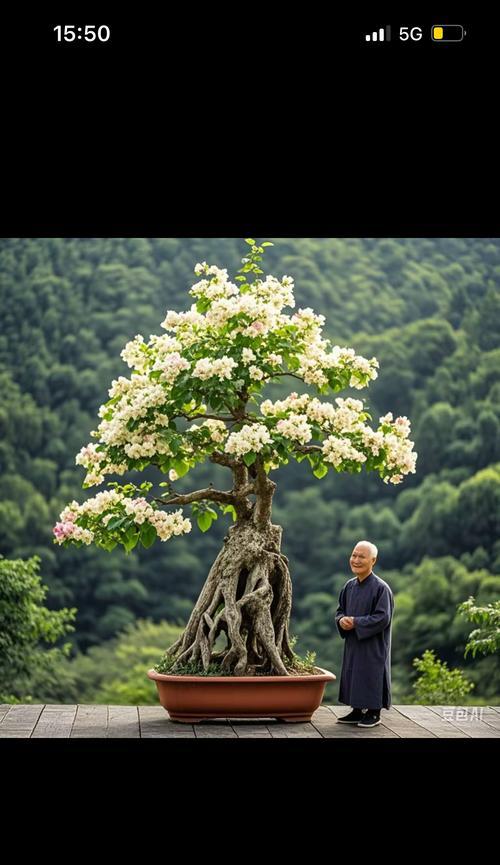 三角梅嫁接苗的造型技巧是什么？