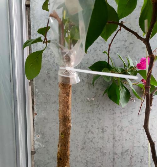 三角梅嫁接苗的造型技巧是什么？