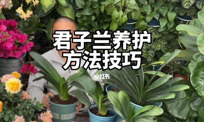 君子兰开花了什么时候浇水？如何正确浇水？