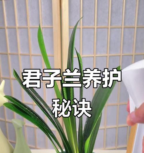 君子兰开花了什么时候浇水？如何正确浇水？