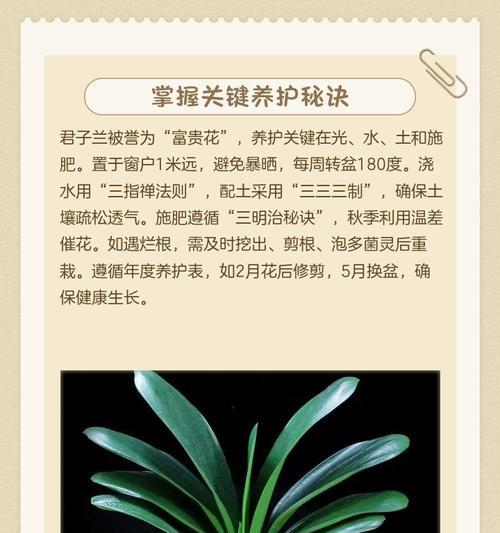 君子兰开花了什么时候浇水？如何正确浇水？
