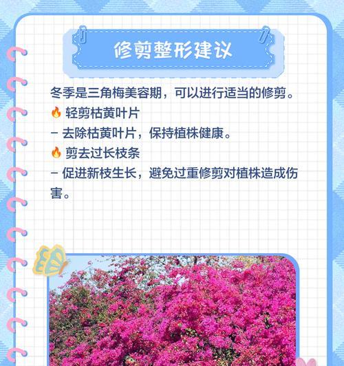 老桩三角梅冬季养护需要注意什么？