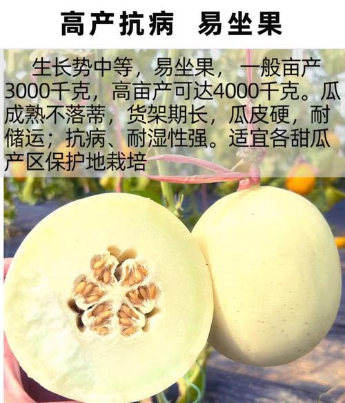 甜瓜双头栽培的关键技术是什么？