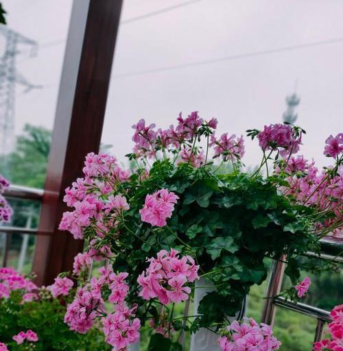 无性系花叶天竺葵的养护方法？