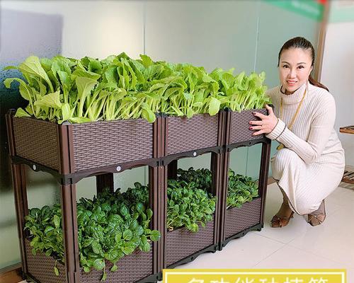 天竺葵玛丽乔花苗怎么养？玛丽乔天竺葵花苗的养护技巧是什么？