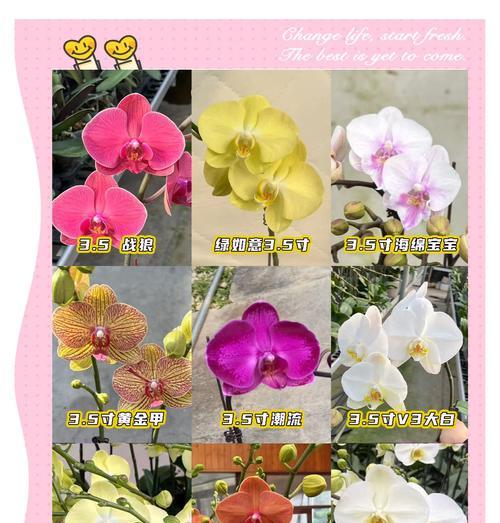 蝴蝶兰浇水的最佳方法是什么？