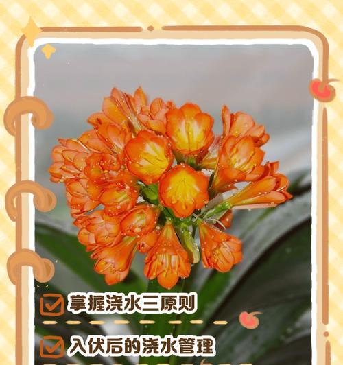 君子兰发根出现问题怎么办？如何正确处理？